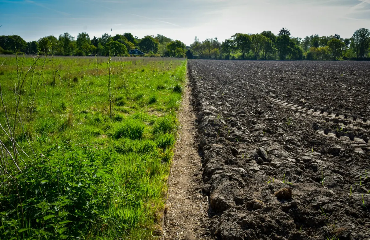 Agricultura Regenerativa vs Agricultura Orgânica