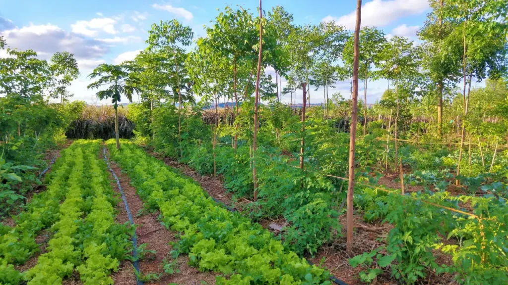 Agrofloresta: Combinando Árvores e Cultivos para um Futuro Melhor