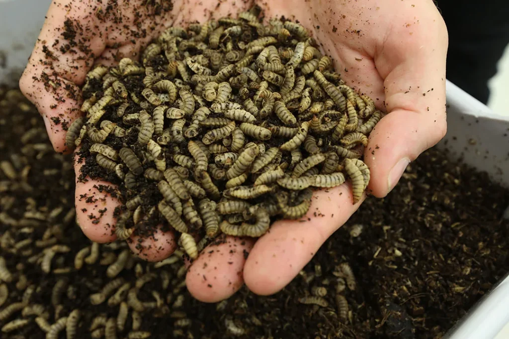 O Futuro dos Insetos Comestíveis na Alimentação Animal