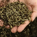 O Futuro dos Insetos Comestíveis na Alimentação Animal